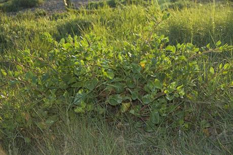 Consecuencias inocuas