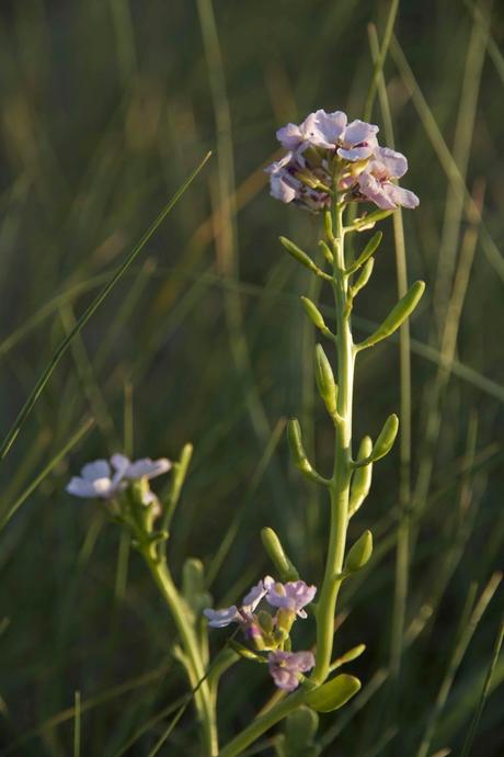 Consecuencias inocuas