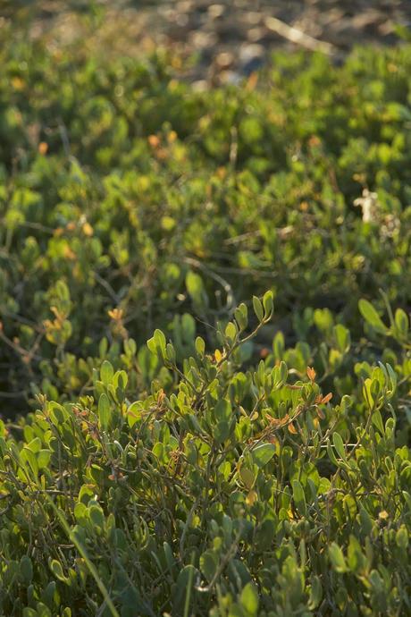 Consecuencias inocuas