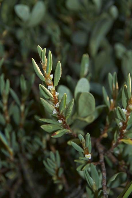 Consecuencias inocuas