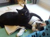 Rademenesa, gato enfermero.