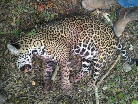 Jaguar asesinado Biosfera