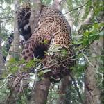 Matan Jaguar en zona protegida de la Huasteca Potosina