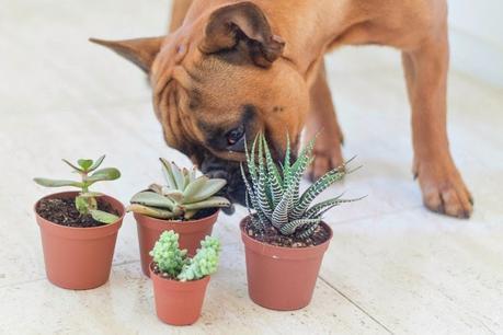 DIY Mi centro de mesa con suculentas/ My Diy Succulent Centerpiece DIY Mi centro de mesa con suculentas/ My Diy Succulent Centerpiece
