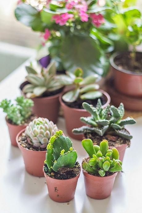 DIY Mi centro de mesa con suculentas/ My Diy Succulent Centerpiece DIY Mi centro de mesa con suculentas/ My Diy Succulent Centerpiece