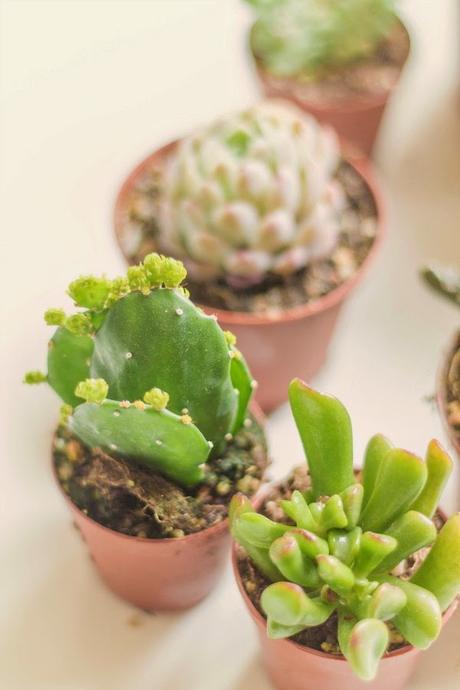 DIY Mi centro de mesa con suculentas/ My Diy Succulent Centerpiece DIY Mi centro de mesa con suculentas/ My Diy Succulent Centerpiece