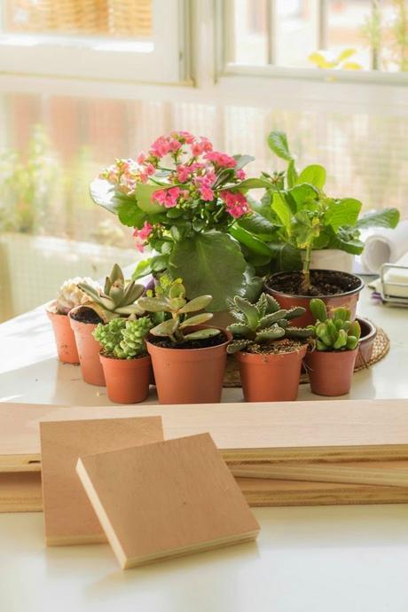 DIY Mi centro de mesa con suculentas/ My Diy Succulent Centerpiece DIY Mi centro de mesa con suculentas/ My Diy Succulent Centerpiece