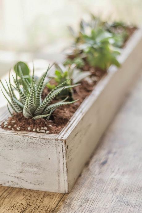 DIY Mi centro de mesa con suculentas/ My Diy Succulent Centerpiece DIY Mi centro de mesa con suculentas/ My Diy Succulent Centerpiece