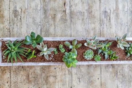 DIY Mi centro de mesa con suculentas/ My Diy Succulent Centerpiece