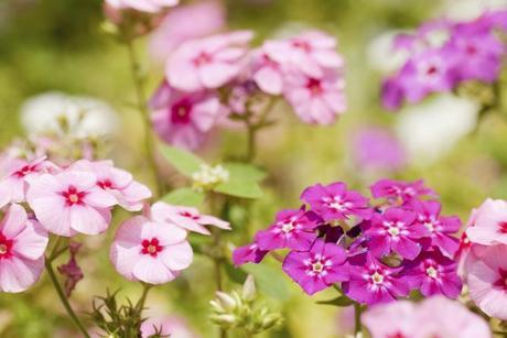 Alegrías de la casa