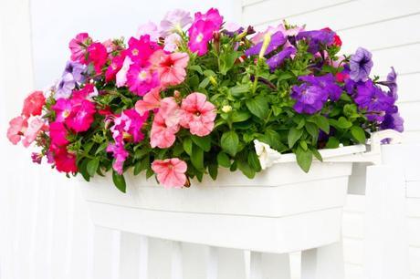 petunias