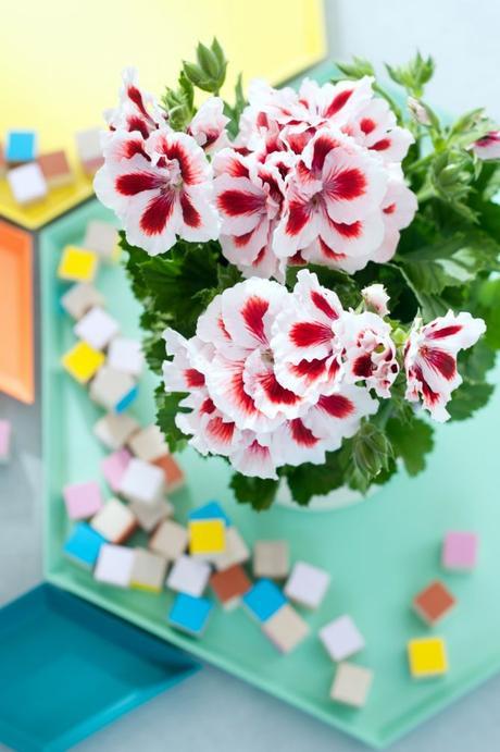 Geranios pensamiento