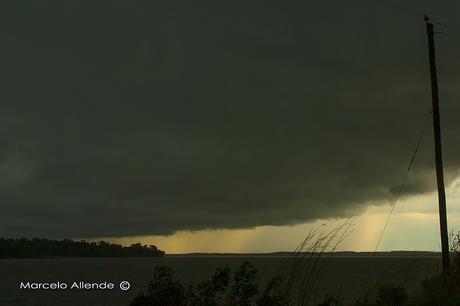 Yasiyateré chico (Pavonine Cuckoo) Dromococcyx pavoninus