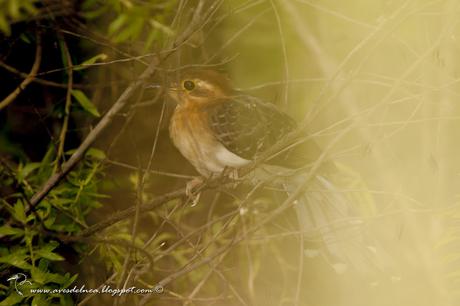 Yasiyateré chico (Pavonine Cuckoo) Dromococcyx pavoninus