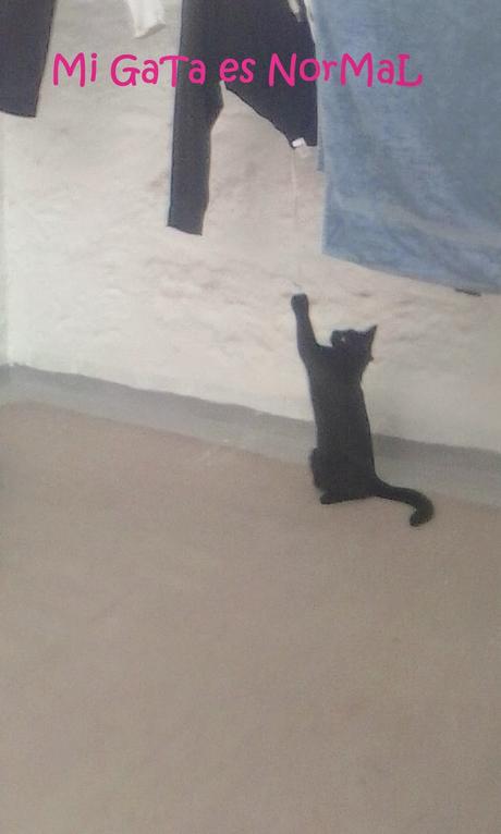 MI GATA ES NORMAL