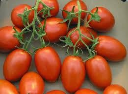 Vídeo de como cultivar tomates en macetas