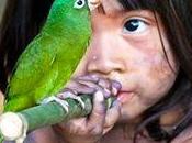 Amazonas, Verde miel