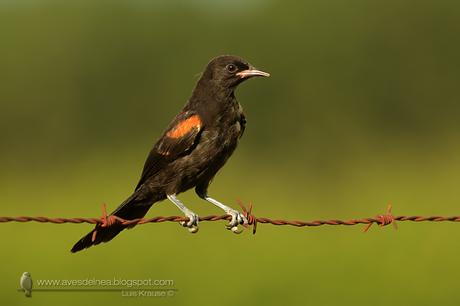 Boyerito (Variable oriole) Icterus pyrrhopterus