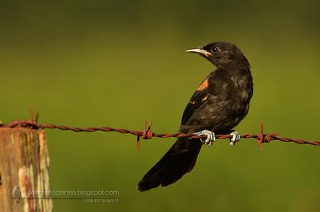Boyerito (Variable oriole) Icterus pyrrhopterus