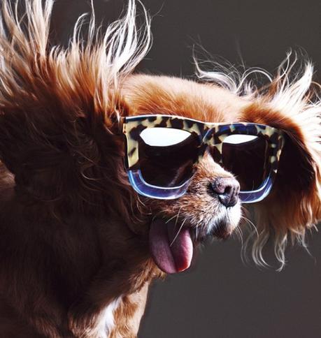 gafas de sol, karen miller, 