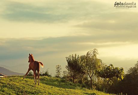 Potrillo feliz. Fotografía creativa - Fotografía artística