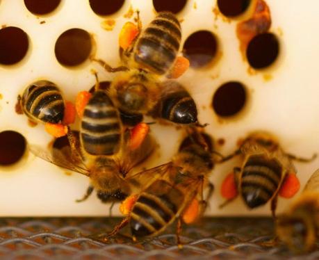 ACOPIANDO POLEN - STOCKPILING POLLEN