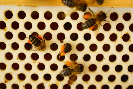 ACOPIANDO POLEN - STOCKPILING POLLEN
