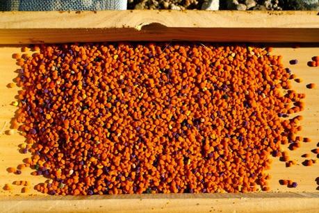 ACOPIANDO POLEN - STOCKPILING POLLEN