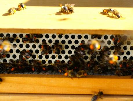 ACOPIANDO POLEN - STOCKPILING POLLEN