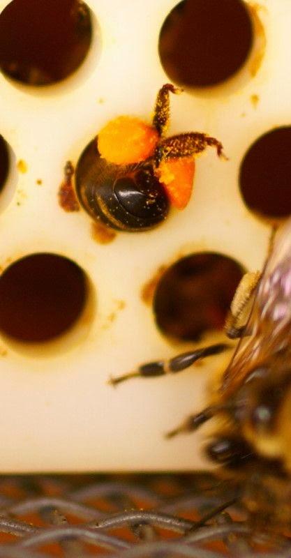 ACOPIANDO POLEN - STOCKPILING POLLEN