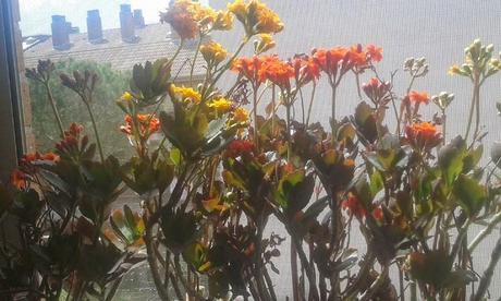 Las flores de mi ventana.....