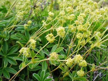 Flores de Alquimila