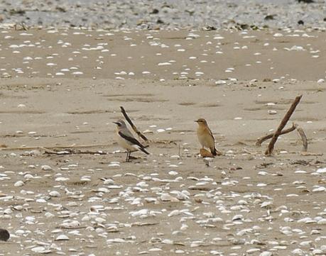 Migración entretenida