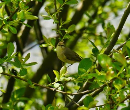 Migración entretenida