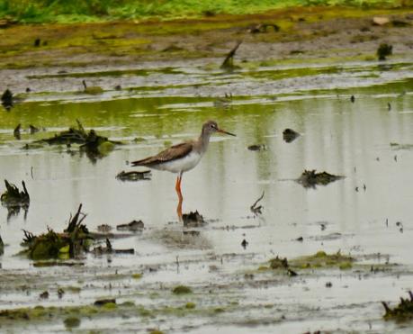 Migración entretenida