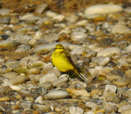 Migración entretenida