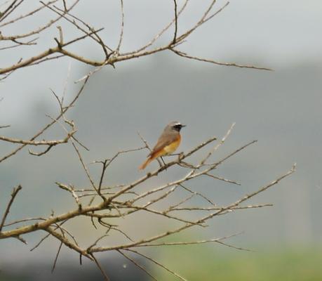 Migración entretenida