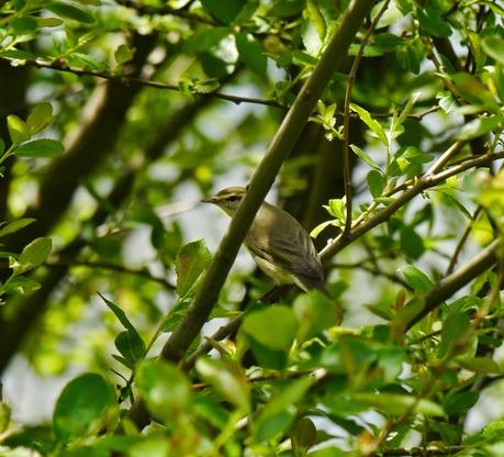 Migración entretenida