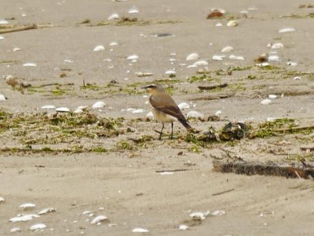 Migración entretenida