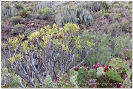Vegetación autóctona Vegetación autóctona