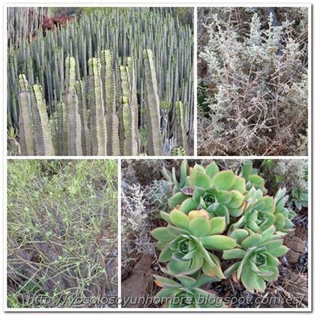 Vegetación de la zona Vegetación de la zona