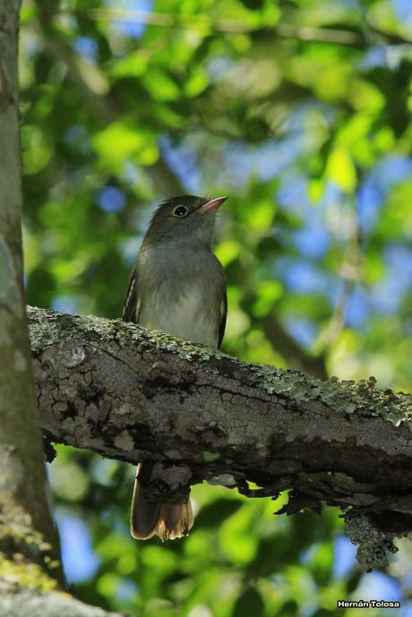 Fio-fio pico corto (Elaenia parvirostris)