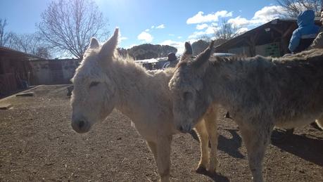 Una mañana de domingo en Burrolandia