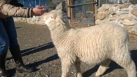 Una mañana de domingo en Burrolandia