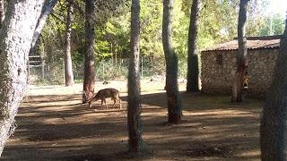 Visita gratuita al Zoo Municipal de Guadalaja