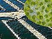 Alga fortalece sistema inmunologico