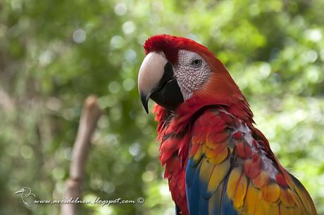 Guacamayo rojiamarillo (Scarlet Macaw) Ara macao