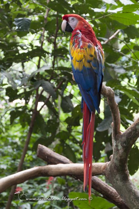 Guacamayo rojiamarillo (Scarlet Macaw) Ara macao Guacamayo rojiamarillo (Scarlet Macaw) Ara macao