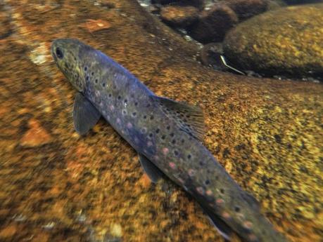 Mis primeras truchas