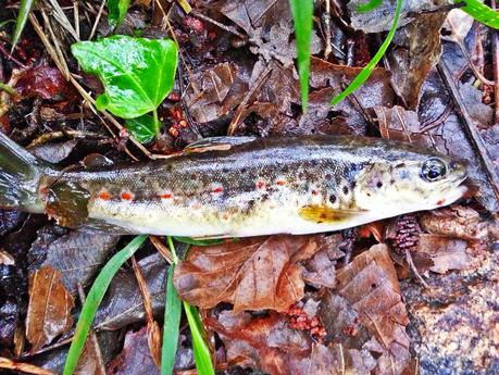 Mis primeras truchas